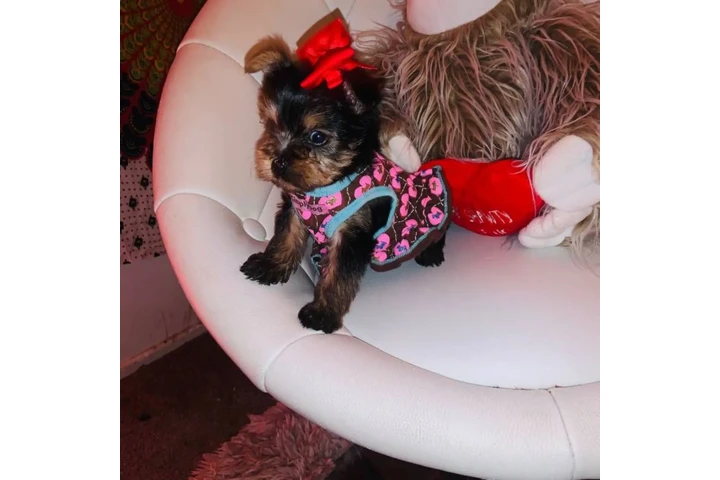 $50 : Rehoming two t-cup yorkie pups image 1