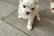 $1 : Maltese Stud TCup thumbnail