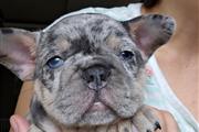 French Bulldog Pupies For Sale en Chicago