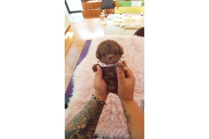 $350 : Micro Poodle image 2