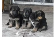 $500 : Shepherd thumbnail