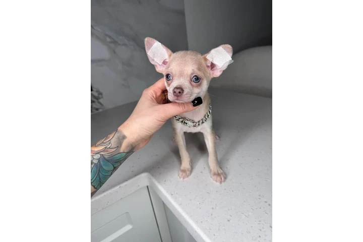 $250 : Chihuahua mini puppies image 9