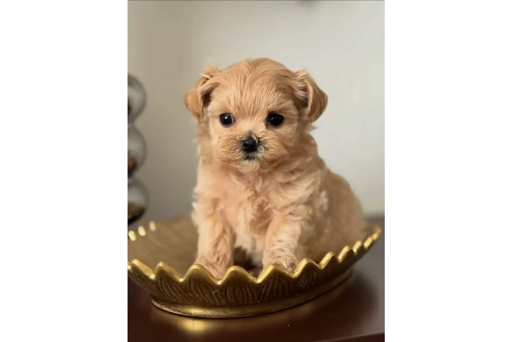 $350 : Cachorro Maltipoo image 1