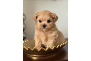 Cachorro Maltipoo
