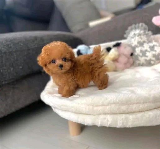 $400 : Cute teacup poodle puppies image 4