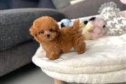 $400 : Cute teacup poodle puppies thumbnail