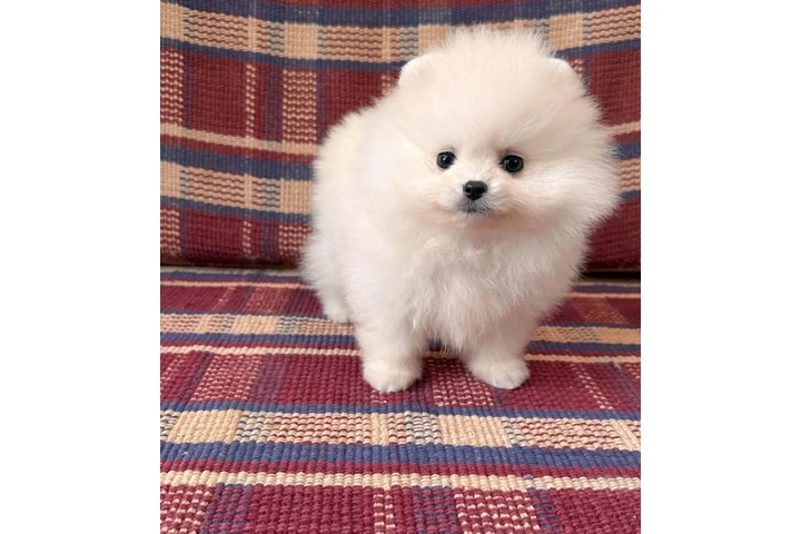 $410 : Teacup Pomeranians Ready image 1