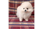 Teacup Pomeranians Ready en Greenville