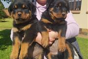 !!! Rotty puppies for sale!!!