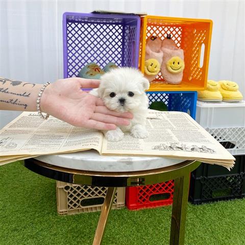 $400 : Teacup Maltese puppies image 2