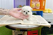 $400 : Teacup Maltese puppies thumbnail