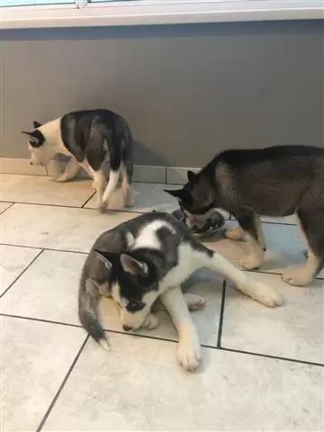 $400 : male and female puppies huskie image 3