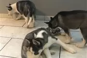 $400 : male and female puppies huskie thumbnail