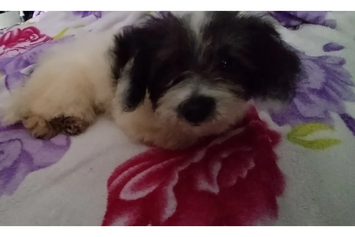 $120 : PERRITA MIXTA image 2