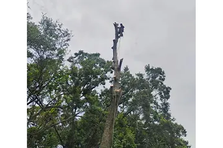 TREE SERVICES image 2