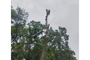 TREE SERVICES thumbnail