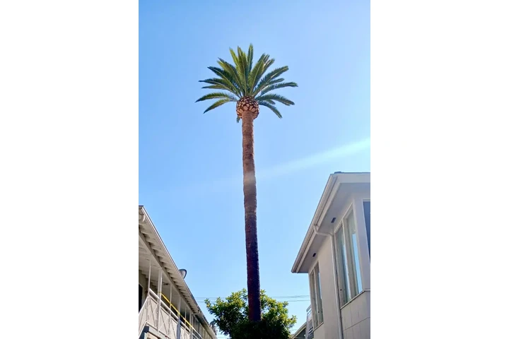 Tree Service and Maintenance image 5