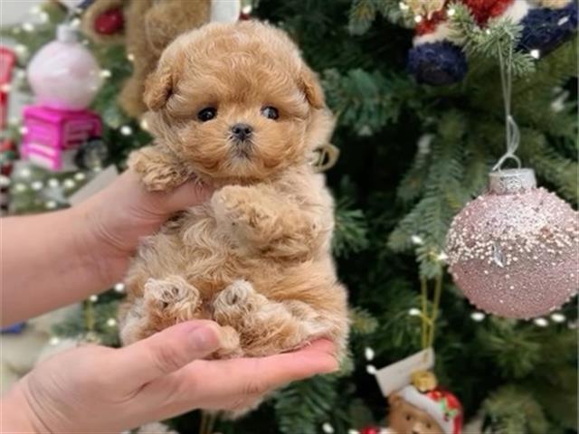 $500 : ADORABLES CACHORROS MALTIPOO image 1