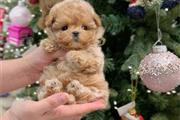 ADORABLES CACHORROS MALTIPOO en Miami