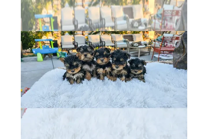 $320 : adorable puppy image 1