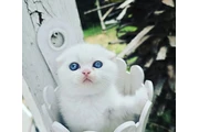 Scottish Fold en venta en Washington DC
