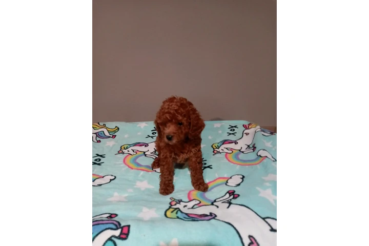 🐾 Hermosas PERRITAS en VENTA image 1