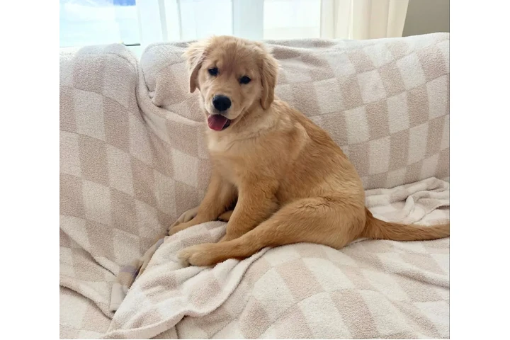 $400 : Labrador retrievers disponible image 2