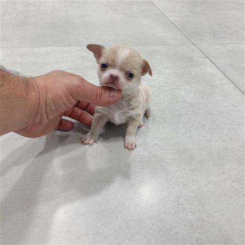 $250 : Chihuahua puppies for sale image 7