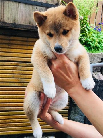 $400 : Akc Shiba Inu Puppies  Ado image 2