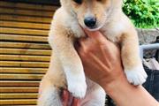 $400 : Akc Shiba Inu Puppies  Ado thumbnail