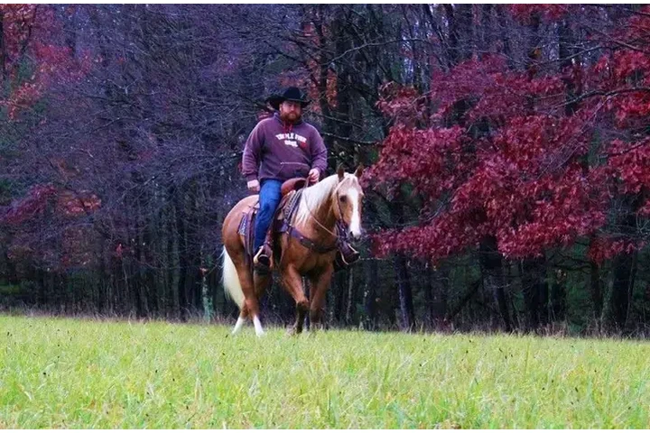 $2500 : Horse available for sale near image 1