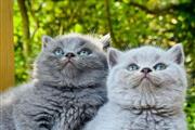 Adorables gatitos británicos..