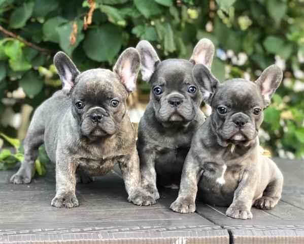 $480 : French bulldogs Puppies image 2