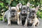 $480 : French bulldogs Puppies thumbnail