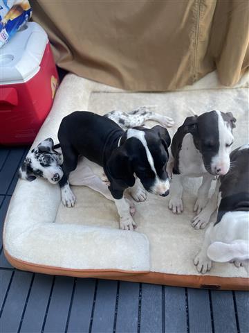 $200 : Cachorros Great Dane image 3