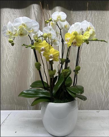 $120 : Orquideas image 6