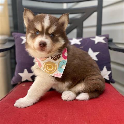 $500 : Siberian Husky Puppies image 7