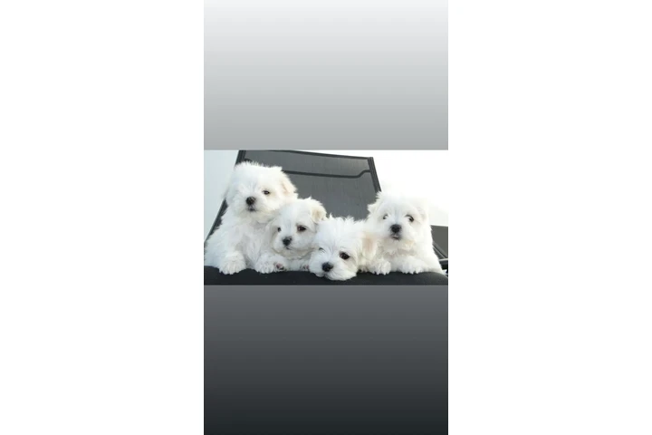 $2000 : Maltesse puppies image 4