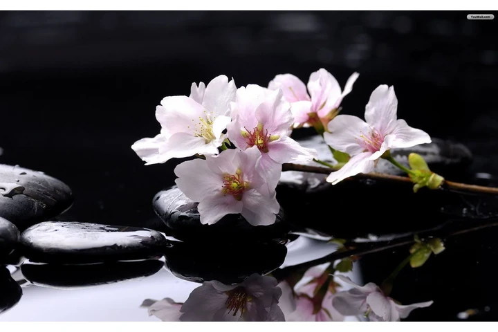 $2450 : Disponible 2 Recamara image 1