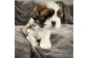 SHIH TZU for sale