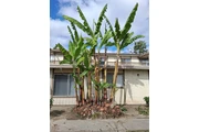 Memo's Tree Service thumbnail