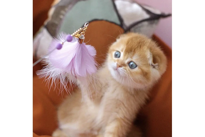 $260 : Orange Scottish Fold image 1