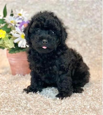 $300 : Teacup poodle puppies image 2