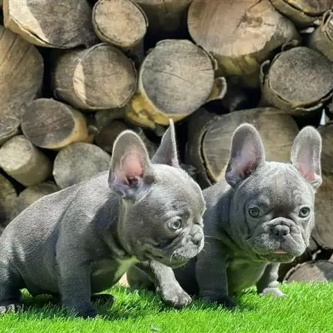 $400 : Cachorros de bulldog francés image 2