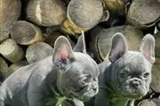 $400 : Cachorros de bulldog francés thumbnail