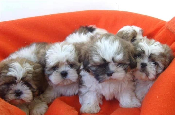 Shih Tzu Puppies with papers image 3