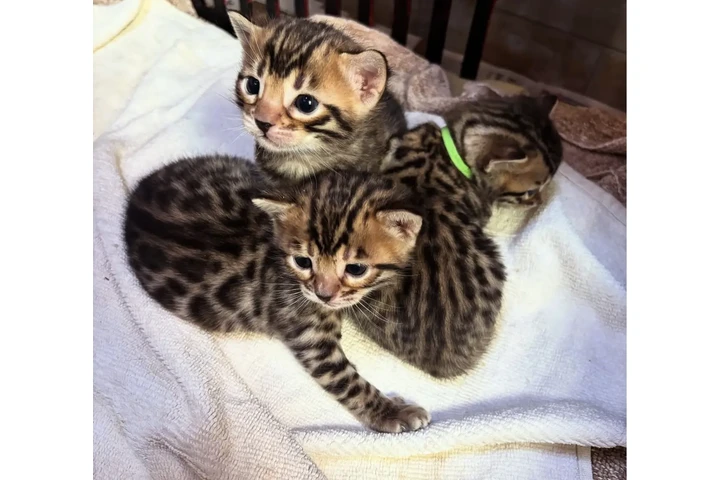 $210 : 3 Bengals Kittens For Sale image 1