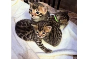 3 Bengals Kittens For Sale en Palm Springs