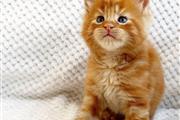 $500 : Cute Maine Coon kittens thumbnail