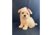 $1200 : 🐶PERRITOS MALTES thumbnail